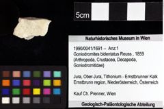 Foto (Objket + Etiketten) von Munitheites kuepperi (Fraaije et al., 2019) 